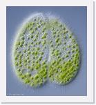 Paramecium bursaria conjugerend * Twee groene pantoffeldiertje (Paramecium bursaria) die
contact maken om hierbij erfelijk materiaal te kunnen uitwisselen (conjugeren).
De eencellige pantoffeldiertjes kunnen zich hierna vermeerderen door deling.
 * 527 x 585 * (99KB)